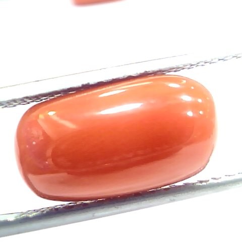 7.62 Ct 12.6 Ratti Natural Italian Red Coral Moonga Gemstone