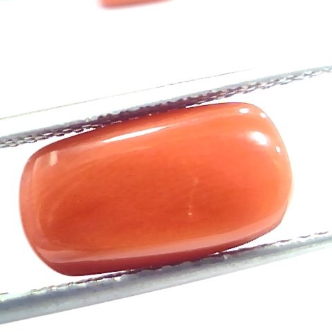7.62 Ct 12.6 Ratti Natural Italian Red Coral Moonga Gemstone