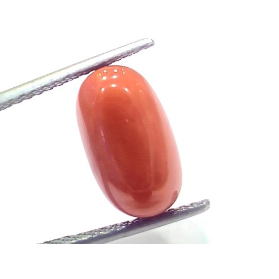 7.57 Ct 8.4 Ratti Natural Untreated Italian Red Coral Moonga Gems