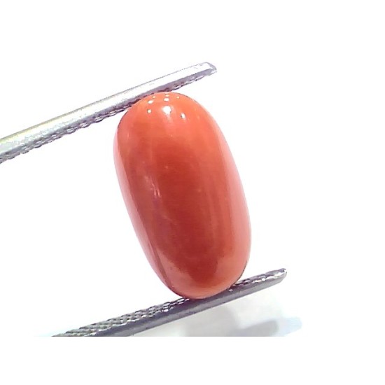 7.57 Ct 8.4 Ratti Natural Untreated Italian Red Coral Moonga Gems