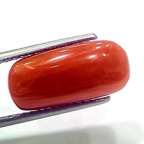 7.66 Ct 8.51 Ratti Natural Italian Red Coral Moonga Gemstone