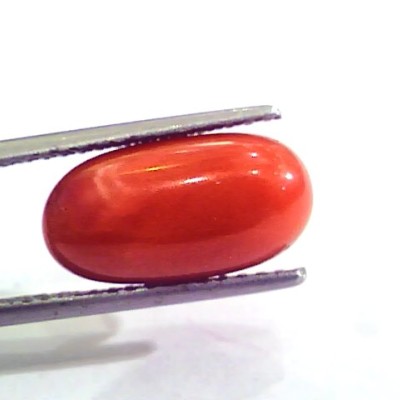 7.61 Carat Natural Italian Red Coral Moonga Gemstone AAAA