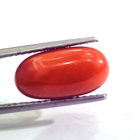 7.61 Carat Natural Italian Red Coral Moonga Gemstone AAAA