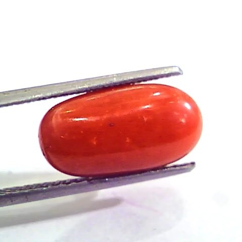 7.61 Carat Natural Italian Red Coral Moonga Gemstone AAAA