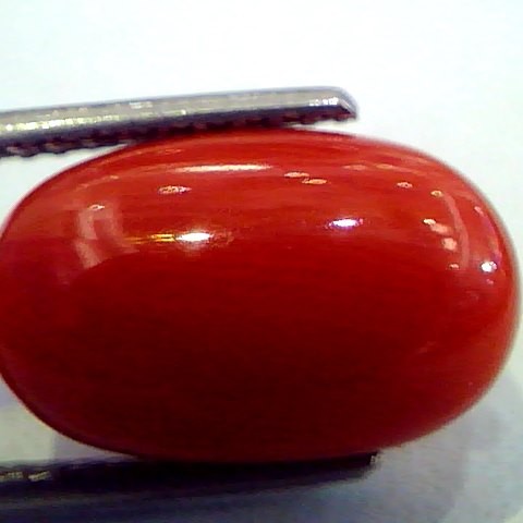 7.69 Ct Premium Natural Italian Red Coral,Real Moonga Gemstone AAA