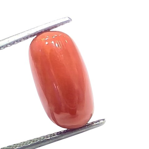 7.70 Ct 8.54 Ratti Natural Untreated Italian Red Coral Moonga Gems 7.70 Ct 8.54 Ratti Natural Untreated Italian Red Coral Moonga Gems