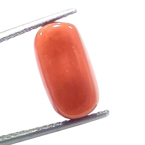 7.70 Ct 8.54 Ratti Natural Untreated Italian Red Coral Moonga Gems 7.70 Ct 8.54 Ratti Natural Untreated Italian Red Coral Moonga Gems