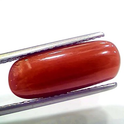 7.72 Ct 8.57 Ratti Natural Italian Red Coral Moonga Gemstone