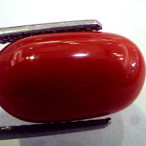 7.70 Ct Premium Natural Italian Red Coral,Real Moonga Gemstone AAA