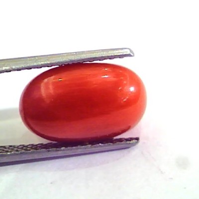 7.74 Carat Natural Italian Red Coral Moonga Gemstone AAAA