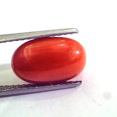 7.74 Carat Natural Italian Red Coral Moonga Gemstone AAAA