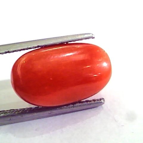 7.74 Carat Natural Italian Red Coral Moonga Gemstone AAAA