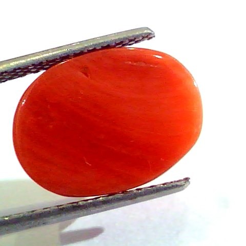 7.75 Ct Untreated Natural Premium Italian Red Coral AAAAA