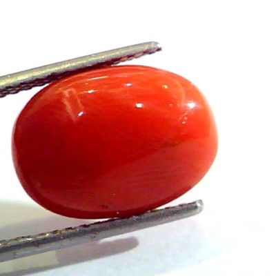 7.75 Ct Untreated Natural Premium Italian Red Coral AAAAA