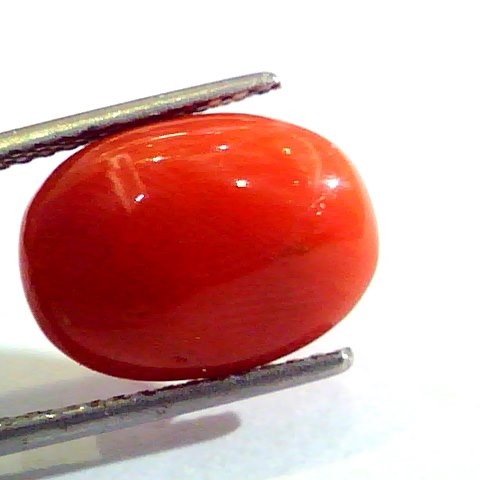 7.75 Ct Untreated Natural Premium Italian Red Coral AAAAA