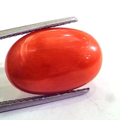 7.80 Carat Natural Italian Red Coral Moonga Gemstone AAAA