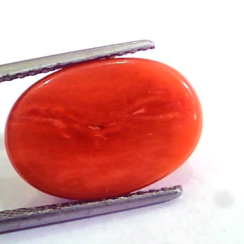 7.80 Carat Natural Italian Red Coral Moonga Gemstone AAAA