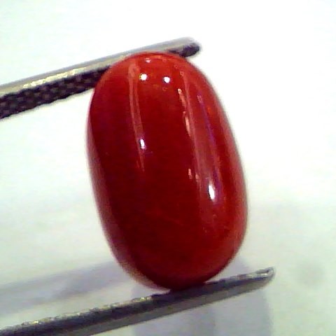 7.78 Ct Untreated Natural Premium Red Italian Coral AAA