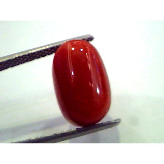 7.78 Ct Untreated Natural Premium Red Italian Coral AAA