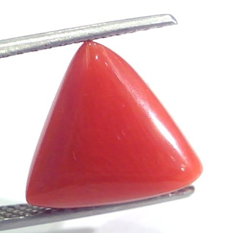 7.89 Ct 13.1 Ratti Natural Italian Triangle Red Coral Moonga Gemstone