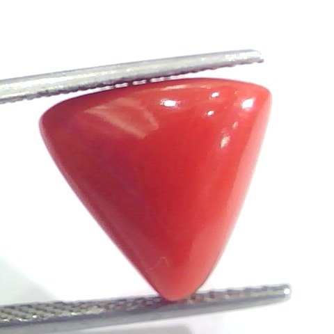 7.89 Ct 13.1 Ratti Natural Italian Triangle Red Coral Moonga Gemstone