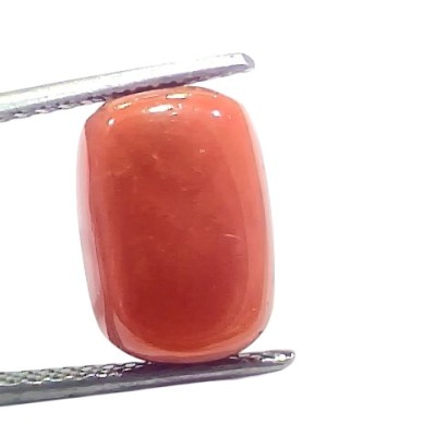 7.86 Ct 8.7 Ratti Natural Untreated Italian Red Coral Moonga Gems 7.86 Ct 8.7 Ratti Natural Untreated Italian Red Coral Moonga Gems