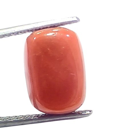 7.86 Ct 8.7 Ratti Natural Untreated Italian Red Coral Moonga Gems 7.86 Ct 8.7 Ratti Natural Untreated Italian Red Coral Moonga Gems