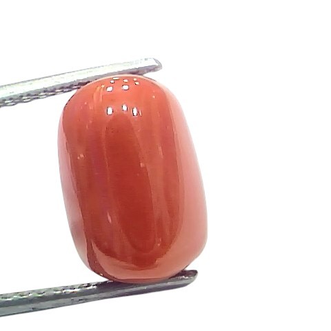 7.86 Ct 8.7 Ratti Natural Untreated Italian Red Coral Moonga Gems 7.86 Ct 8.7 Ratti Natural Untreated Italian Red Coral Moonga Gems