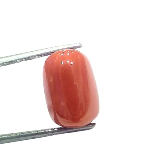 7.85 Ct 8.7 Ratti Natural Untreated Italian Red Coral Moonga Gems