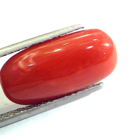 7.87 Ct Untreated Natural Premium Italian Red Coral AAAAA