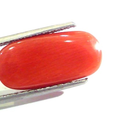 7.87 Ct Untreated Natural Premium Italian Red Coral AAAAA
