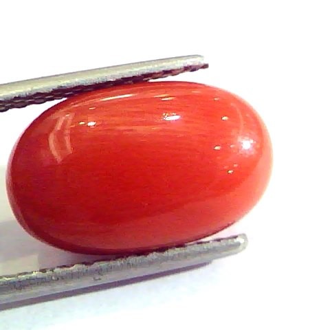 8.00 Ct Untreated Natural Premium Italian Red Coral AAAAA