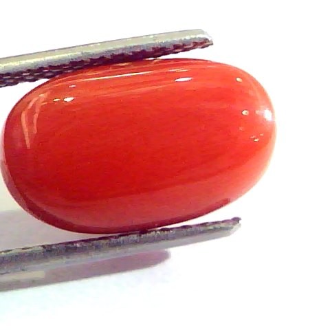 8.00 Ct Untreated Natural Premium Italian Red Coral AAAAA