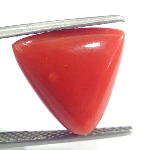 8.00 Ct 13.3 Ratti Natural Italian Triangle Red Coral Moonga Gemstone