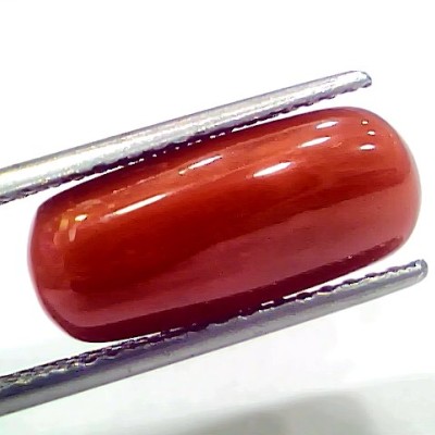 7.95 Ct 8.83 Ratti Natural Italian Red Coral Moonga Gemstone
