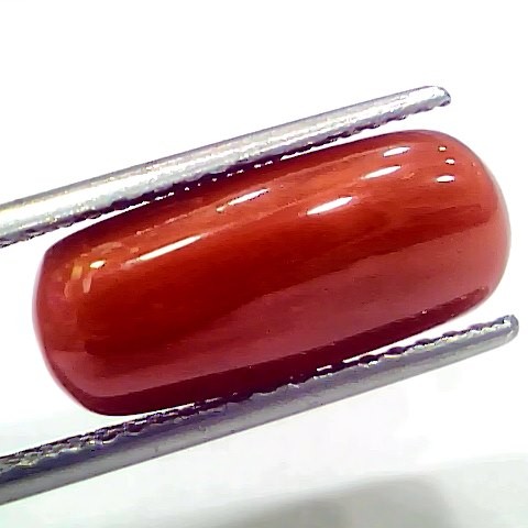 7.95 Ct 8.83 Ratti Natural Italian Red Coral Moonga Gemstone