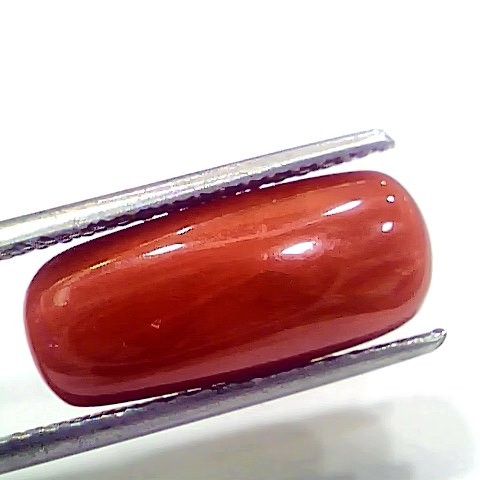 7.95 Ct 8.83 Ratti Natural Italian Red Coral Moonga Gemstone