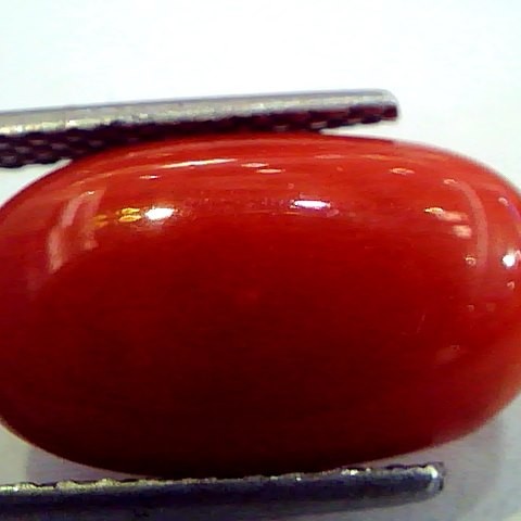 8.09 Ct Premium Natural Italian Red Coral,Real Moonga Gemstone AAA