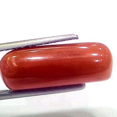 8.14 Ct 9.04 Ratti Natural Italian Red Coral Moonga Gemstone