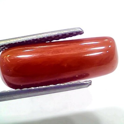 8.14 Ct 9.04 Ratti Natural Italian Red Coral Moonga Gemstone
