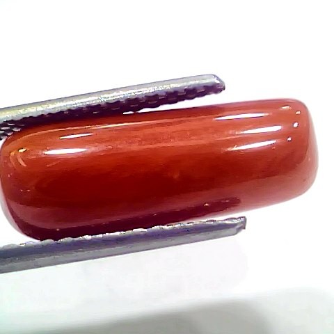 8.14 Ct 9.04 Ratti Natural Italian Red Coral Moonga Gemstone
