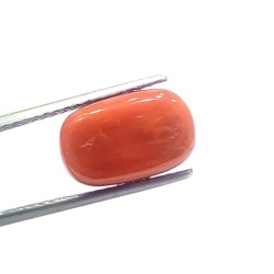 8.19 Ct 9.05 Ratti Natural Untreated Italian Red Coral Moonga Gems 8.19 Ct 9.05 Ratti Natural Untreated Italian Red Coral Moonga Gems