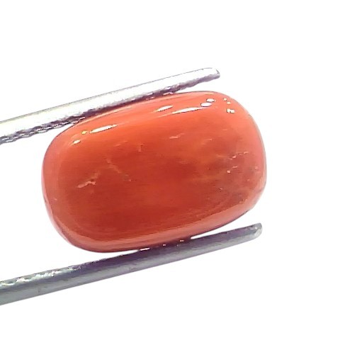 8.19 Ct 9.05 Ratti Natural Untreated Italian Red Coral Moonga Gems 8.19 Ct 9.05 Ratti Natural Untreated Italian Red Coral Moonga Gems