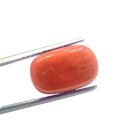 8.15 Ct 9.05 Ratti Natural Untreated Italian Red Coral Moonga Gems