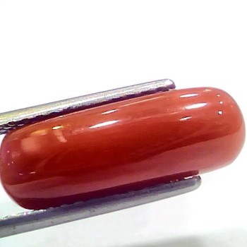 8.19 Ct 9.10 Ratti Natural Italian Red Coral Moonga Gemstone