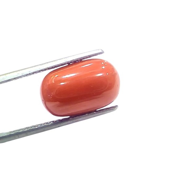 8.15 Ct 9.05 Ratti Natural Untreated Italian Red Coral Moonga Gems