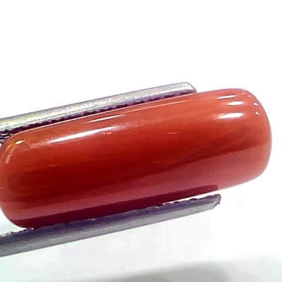 8.19 Ct 9.10 Ratti Natural Italian Red Coral Moonga Gemstone