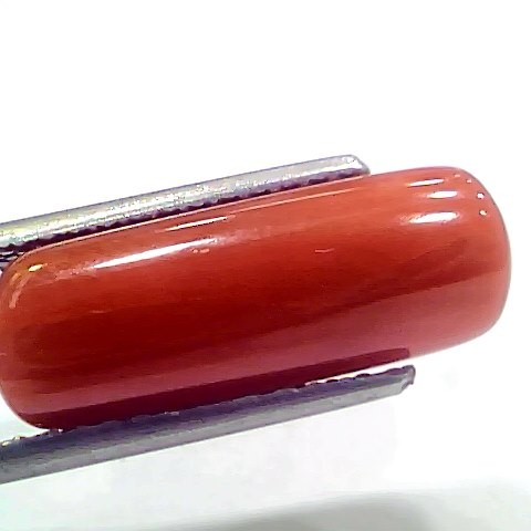 8.19 Ct 9.10 Ratti Natural Italian Red Coral Moonga Gemstone