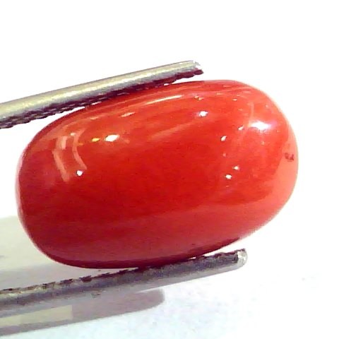 8.18 Ct Untreated Natural Premium Italian Red Coral AAAAA