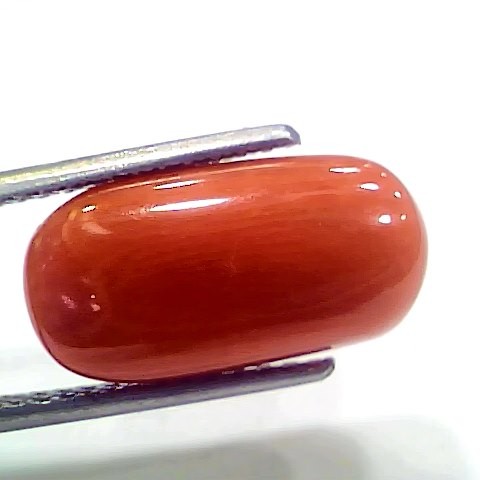 8.16 Ct 9.06 Ratti Natural Italian Red Coral Moonga Gemstone